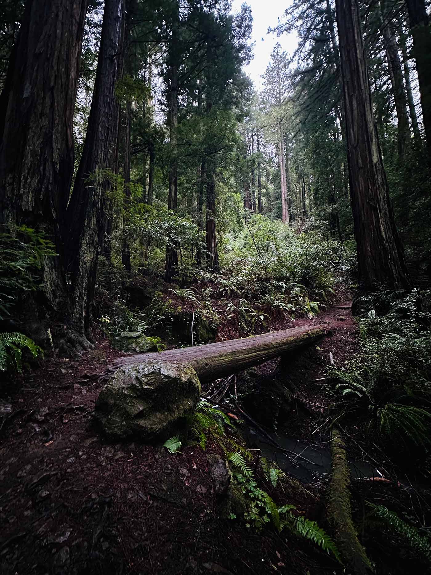 Creativity is constant adolescence, and I’m sorry for that